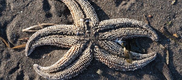 Sao biển dạt vào bờ ở Vịnh Avacha. - Sputnik Việt Nam