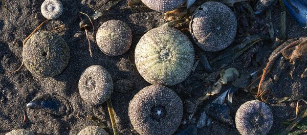 Nhím biển dạt vào bờ ở Vịnh Avacha. Nhím biển dạt vào bờ ở Vịnh Avacha. - Sputnik Việt Nam