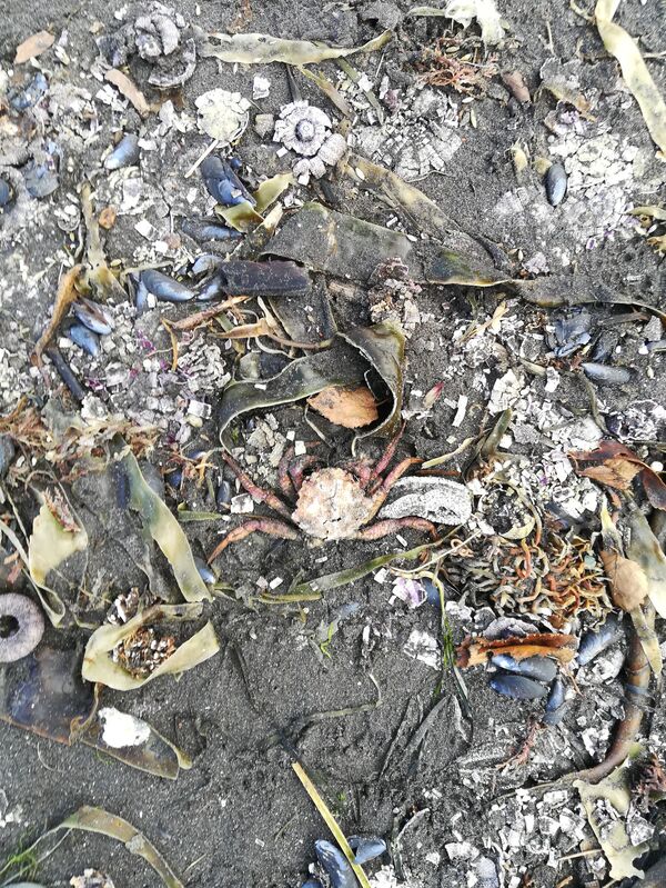 Chuyện dị thường chưa bao giờ từng có ở Kamchatka sẽ dẫn đến đâu - Sputnik Việt Nam