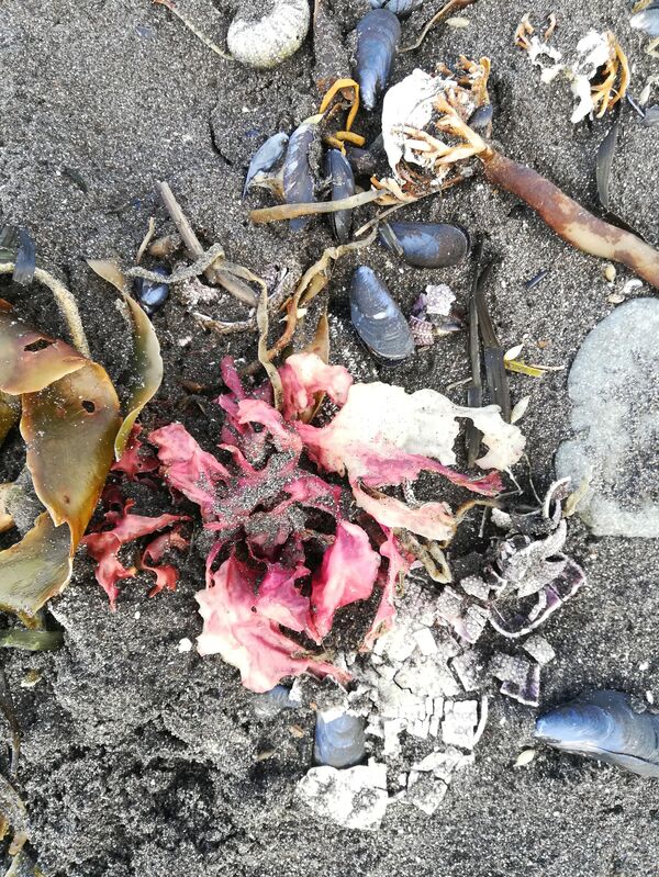 Chuyện dị thường chưa bao giờ từng có ở Kamchatka sẽ dẫn đến đâu - Sputnik Việt Nam