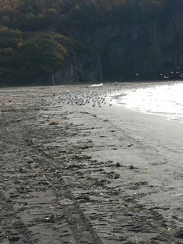 Chuyện dị thường chưa bao giờ từng có ở Kamchatka sẽ dẫn đến đâu - Sputnik Việt Nam