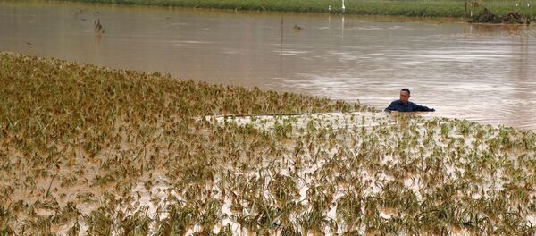 Người dân xã Quang Kim, huyện Bát Xát thu hoạch lúa bị ngập úng.  - Sputnik Việt Nam