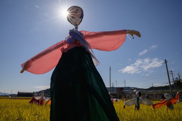 Bù nhìn trong trang phục Hanbok truyền thống trên cánh đồng lúa ở Hàn Quốc - Sputnik Việt Nam