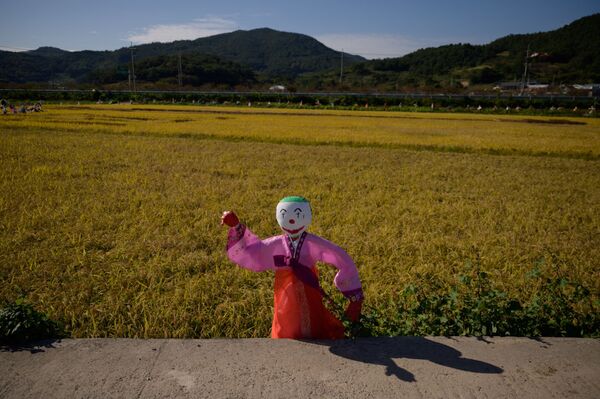 Bù nhìn trong trang phục Hanbok truyền thống trên cánh đồng lúa ở Hàn Quốc - Sputnik Việt Nam