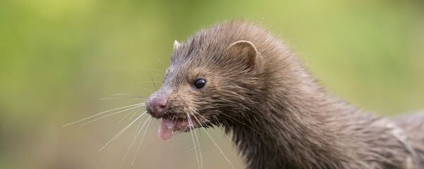 Сon chồn Сon chồn - Sputnik Việt Nam