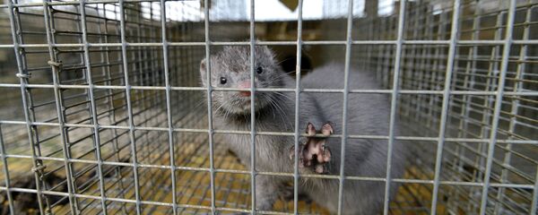 Сon chồn - Sputnik Việt Nam