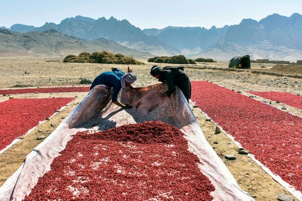 Nông dân làm việc ở Kandahar, Afghanistan - Sputnik Việt Nam