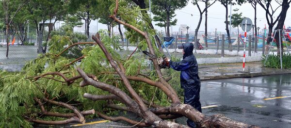 Xử lý các cây xanh bị ngã đổ ra đường gây ách tắc giao thông tại quận Sơn Trà. - Sputnik Việt Nam