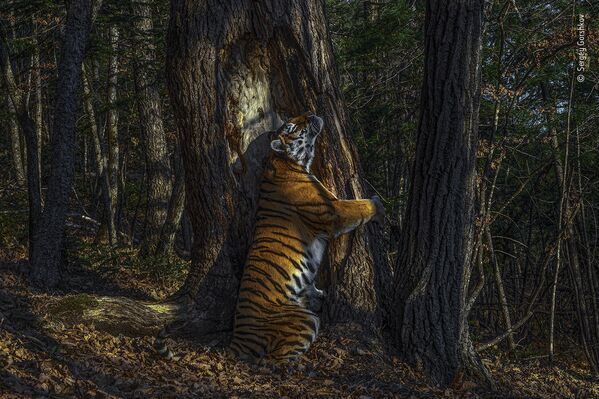 Bức ảnh The Embrace (Cái ôm) của nhiếp ảnh gia  Nga Sergey Gorshkov, giành chiến thắng trong cuộc thi Wildlife Photographer of the Year 56 - Sputnik Việt Nam