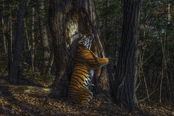 Bức ảnh The Embrace (Cái ôm) của nhiếp ảnh gia Nga Sergey Gorshkov, giành chiến thắng trong cuộc thi Wildlife Photographer of the Year 56 Bức ảnh The Embrace (Cái ôm) của nhiếp ảnh gia Nga Sergey Gorshkov, giành chiến thắng trong cuộc thi Wildlife Photographer of the Year 56 - Sputnik Việt Nam