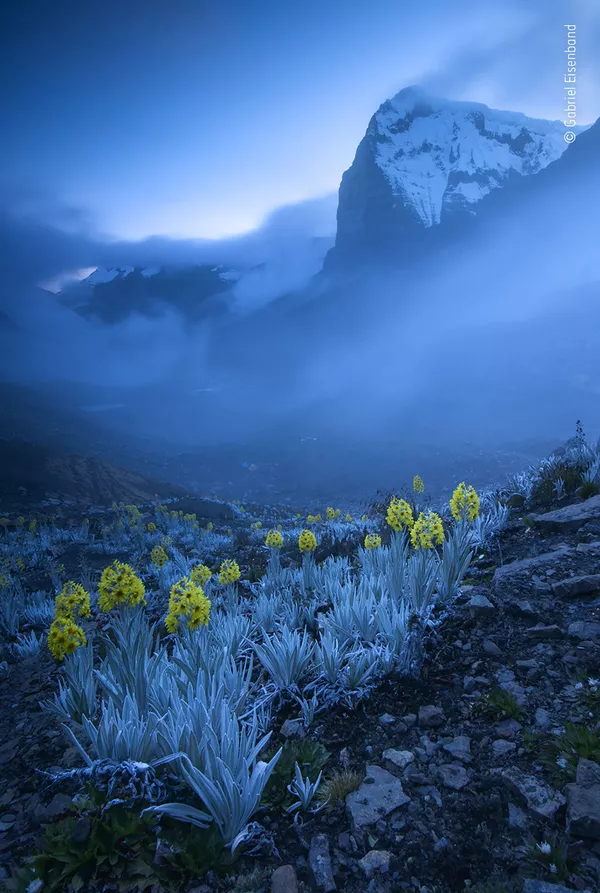 Ảnh Out of the blue của nhiếp ảnh gia người Colombia Gabriel Eisenband, người chiến thắng hạng mục Thực vật và Nấm, cuộc thi Wildlife Photographer of the Year 56 Ảnh Out of the blue của nhiếp ảnh gia người Colombia Gabriel Eisenband, người chiến thắng hạng mục Thực vật và Nấm, cuộc thi Wildlife Photographer of the Year 56 - Sputnik Việt Nam