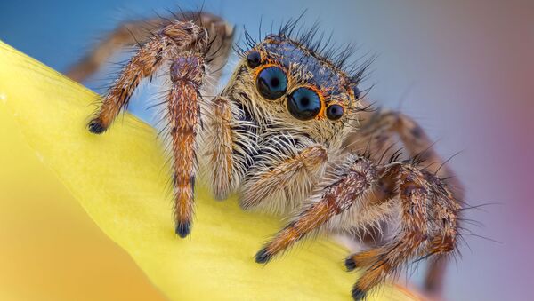 Bức ảnh về Nhện nhảy (Salticidae) của nhiếp ảnh gia người Romania Andrei Nica trong hạng mục Images of Distinction, Nikon Small World Competition 2020 - Sputnik Việt Nam