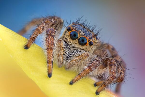 Bức ảnh về Nhện nhảy (Salticidae) của nhiếp ảnh gia người Romania Andrei Nica trong hạng mục Images of Distinction, Nikon Small World Competition 2020 - Sputnik Việt Nam