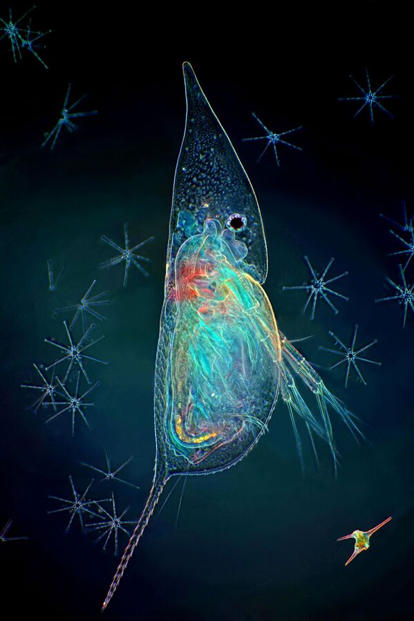 Bức ảnh Daphnia sp.: mô tả sự thay đổi  hình dạng cơ thể theo mùa với phần đầu và đuôi thuôn dài — tác giả Ba Lan Marek Miś trong cuộc thi Nikon Small World 2020 - Sputnik Việt Nam