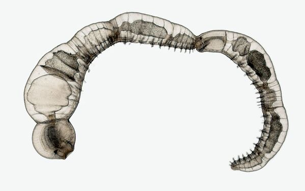 Bức ảnh Chuỗi cá thể con sinh sản vô tính của loài giun annelids Chaetogaster diaphanus do nhiếp ảnh gia Argentina Dr. Eduardo Zattara & Dr. Alexa Bely thực hiện, Top 20 Nikon Small World 2020 - Sputnik Việt Nam