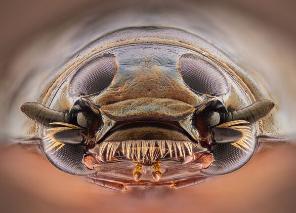 Ảnh Đầu bọ hung xoáy (Gyrinus sp.) của tác giả người Ý Leonardo Capradossi, Nikon Small World Awards 2020 - Sputnik Việt Nam