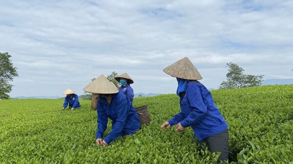 Nữ công nhân Việt Nam thu hoạch chè trên đồi  - Sputnik Việt Nam