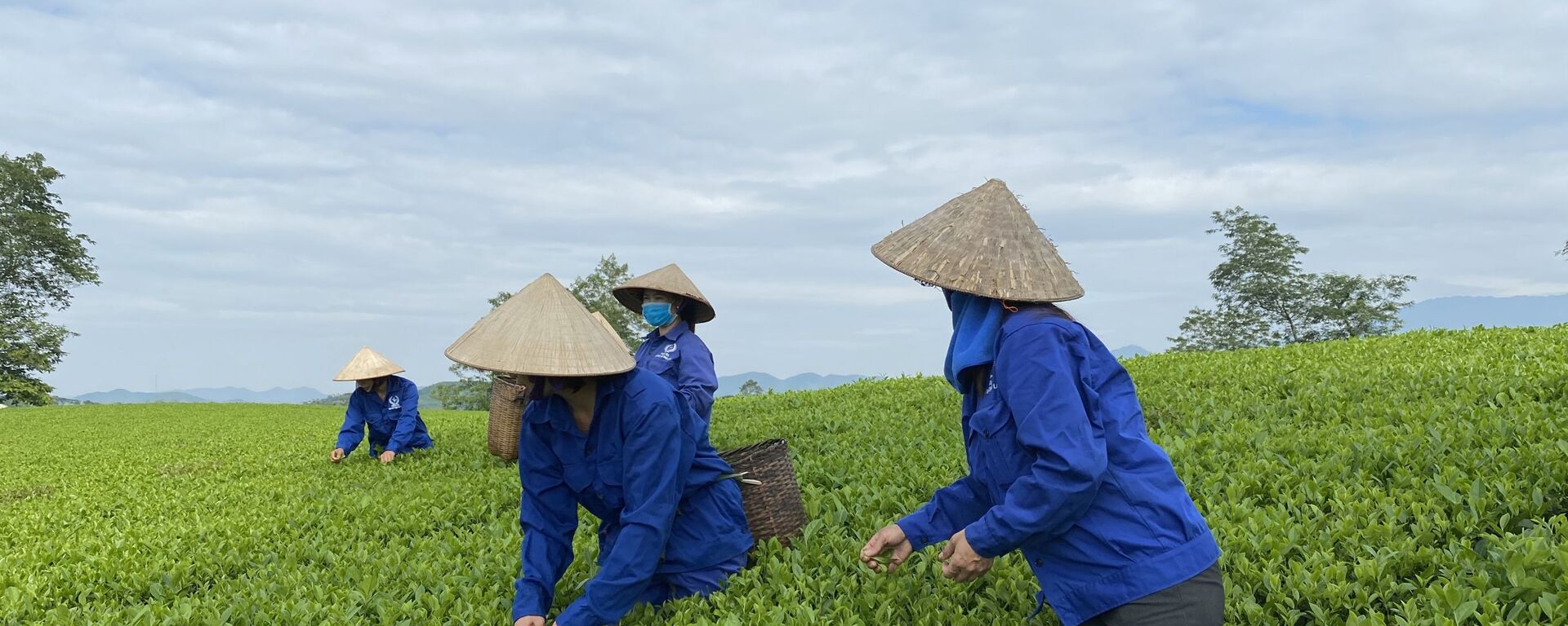 Nữ công nhân Việt Nam thu hoạch chè trên đồi  - Sputnik Việt Nam, 1920, 30.09.2024