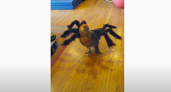 Trang phục Halloween biến gà hoá nhện. - Sputnik Việt Nam