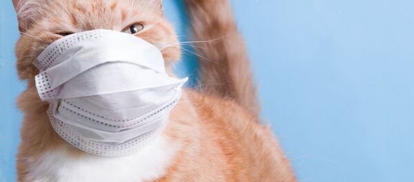 Mèo đeo khẩu trang y tế bảo vệ. - Sputnik Việt Nam
