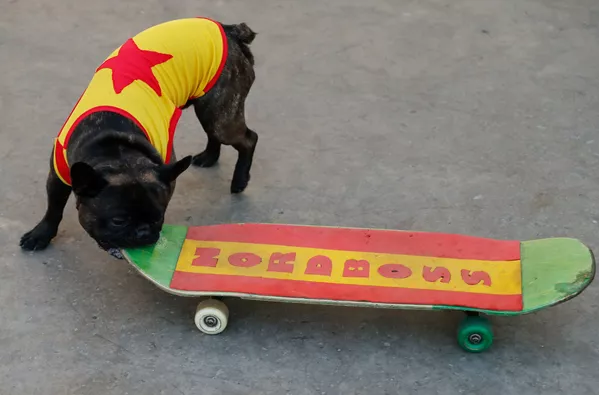 Con chó nòi Bulldog Pháp Nord-Boss trượt ván trong công viên ở Moskva Con chó nòi Bulldog Pháp Nord-Boss trượt ván trong công viên ở Moskva - Sputnik Việt Nam