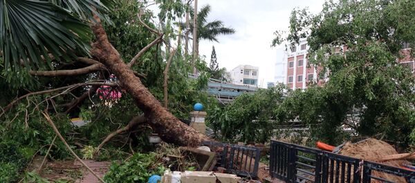 Nhiều cây cổ thụ dọc các tuyến phố tại Quảng Ngãi bị gãy đổ. - Sputnik Việt Nam