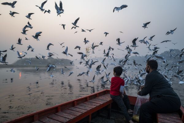 Hai cha con cho chim mòng biển ăn bên bờ sông Yamuna vào một buổi sáng sương mù ở New Delhi - Sputnik Việt Nam