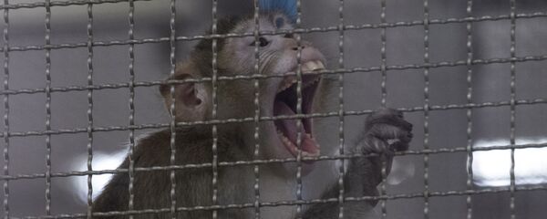 Con khỉ - Sputnik Việt Nam