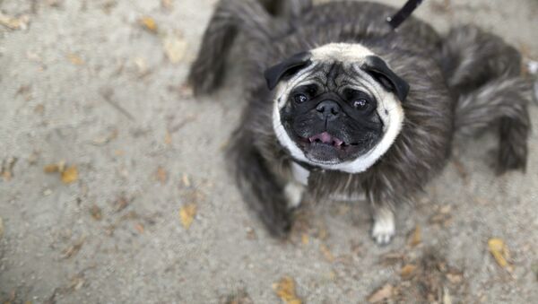 Một chú pug hóa trang thành tarantula tham gia lễ diễu hành Halloween hàng năm dành cho chó ở New York. - Sputnik Việt Nam