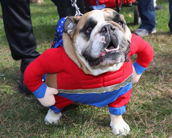 Tìm niềm vui trong đại dịch: Người Mỹ mua trang phục Halloween cho vật nuôi Tìm niềm vui trong đại dịch: Người Mỹ mua trang phục Halloween cho vật nuôi - Sputnik Việt Nam