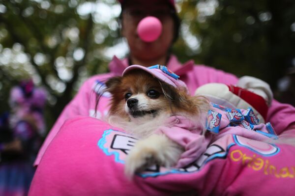 Tìm niềm vui trong đại dịch: Người Mỹ mua trang phục Halloween cho vật nuôi Tìm niềm vui trong đại dịch: Người Mỹ mua trang phục Halloween cho vật nuôi - Sputnik Việt Nam