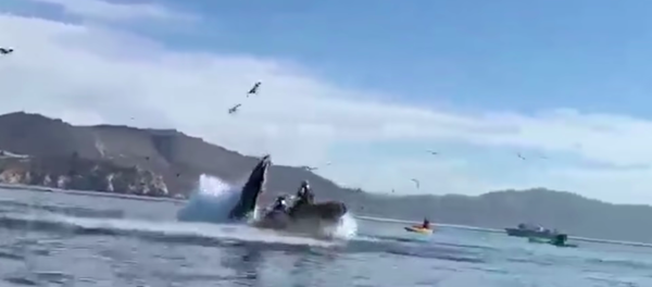 Cá voi lưng gù suýt nuốt chửng hai phụ nữ trên thuyền kayak Cá voi lưng gù suýt nuốt chửng hai phụ nữ trên thuyền kayak - Sputnik Việt Nam