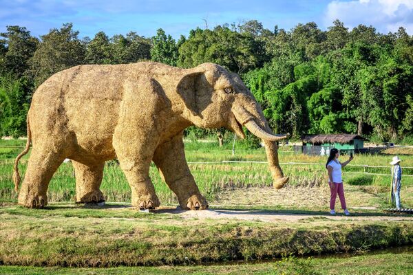 Voi rơm ở công viên giải trí gần thành phố Chiang Mai, Thái Lan - Sputnik Việt Nam