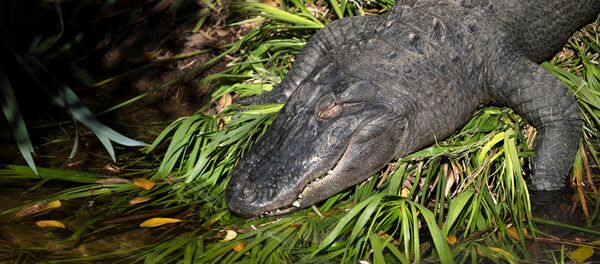 Cá sấu ở vườn thú Los Angeles, Mỹ - Sputnik Việt Nam