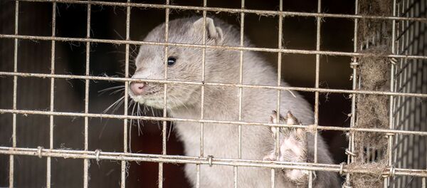 Chồn trong lồng tại một trang trại nuôi chồn hương ở Jörring, Đan Mạch - Sputnik Việt Nam