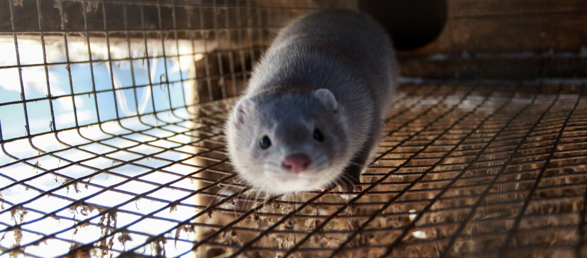 Сon chồn  - Sputnik Việt Nam, 1920, 01.12.2020