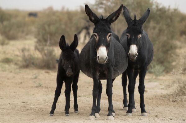 Những con lừa đứng bên nhánh cạn của sông Shule trên sa mạc Gobi ở tỉnh Cam Túc, Trung Quốc - Sputnik Việt Nam
