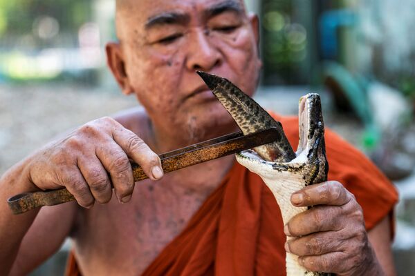 Nhà sư với rắn trong ngôi chùa Phật giáo ở Myanmar - Sputnik Việt Nam