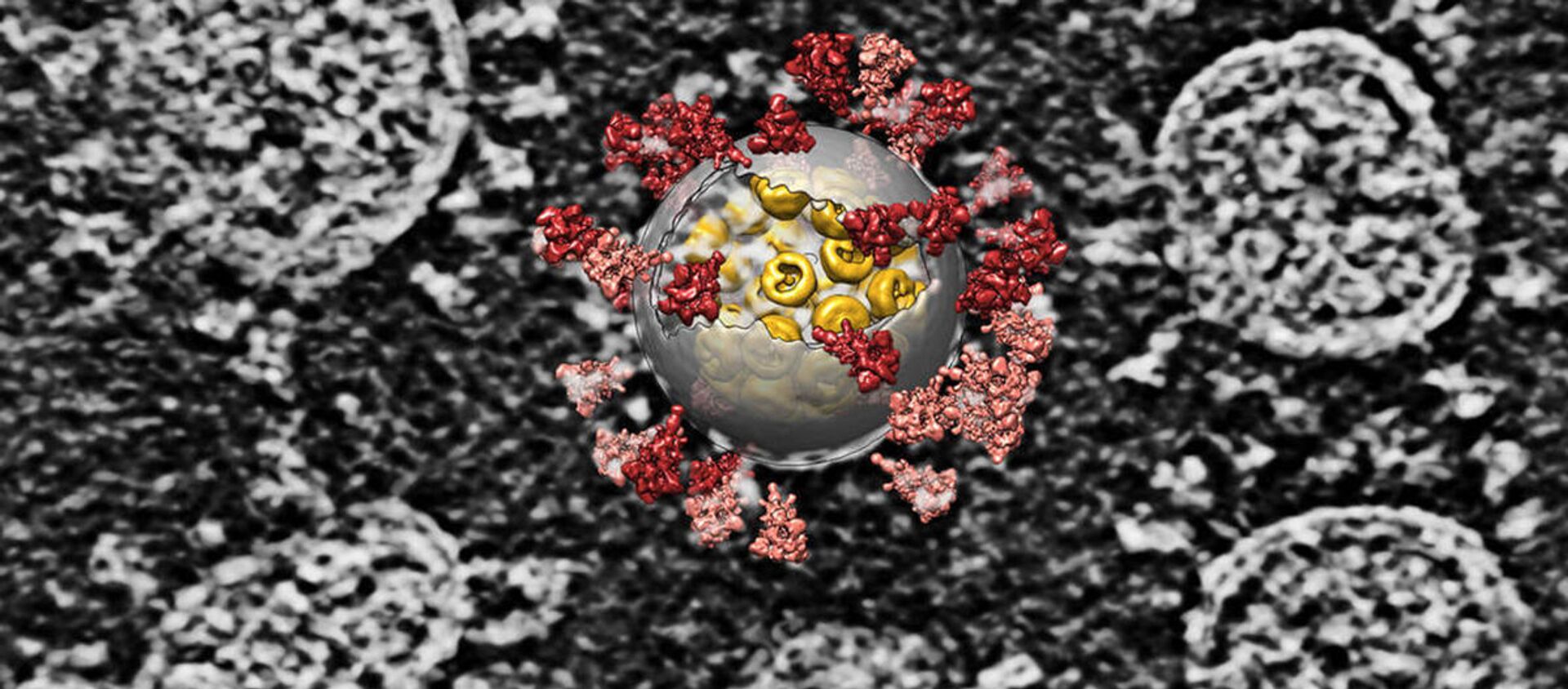 Tiến hành tái tạo máy tính trên hình ảnh vi rút SARS-CoV-2 - Sputnik Việt Nam, 1920, 20.01.2021