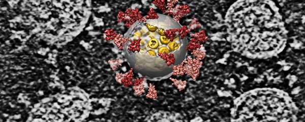 Tiến hành tái tạo máy tính trên hình ảnh vi rút SARS-CoV-2 - Sputnik Việt Nam