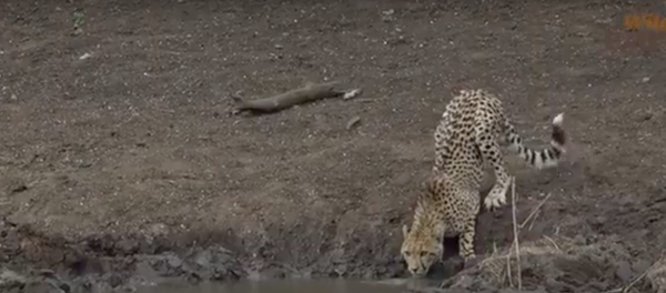 Cá sấu bắt được con vật nhanh nhất thế giới, lôi nó xuống nước và ăn thịt. - Sputnik Việt Nam