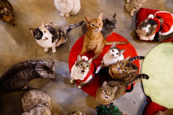 Những chú mèo trong trang phục Giáng sinh tại Catgarden ở Seoul, Hàn Quốc Những chú mèo trong trang phục Giáng sinh tại Catgarden ở Seoul, Hàn Quốc - Sputnik Việt Nam