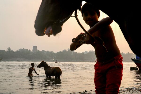 Các chàng trai tắm cho ngựa trên sông Buriganga ở Dhaka, Bangladesh - Sputnik Việt Nam