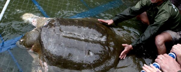 Сon rùa Rafetus swinhoei. - Sputnik Việt Nam