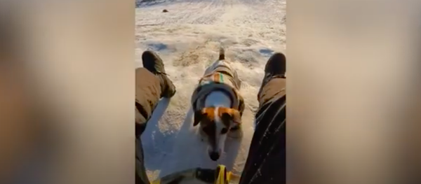 Ai nhanh hơn?: Chú chó thể hiện siêu tốc, tranh tài với chủ - Sputnik Việt Nam