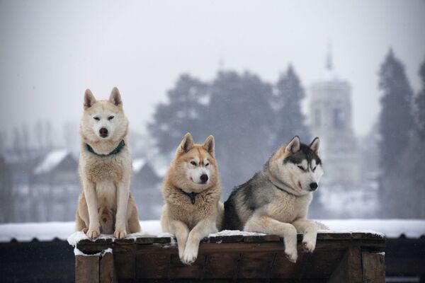 Chó Husky ở làng «Ruzskaya Alaska» ngoại ô Matxcơva  - Sputnik Việt Nam