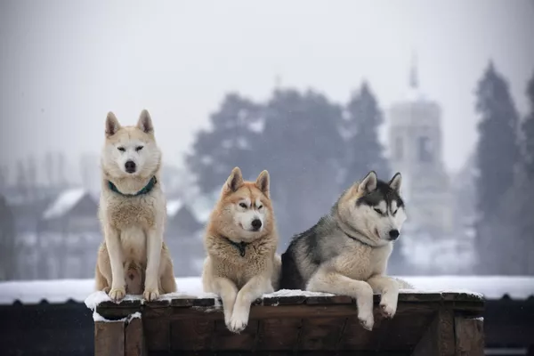 Chó Husky ở làng «Ruzskaya Alaska» ngoại ô Matxcơva Chó Husky ở làng «Ruzskaya Alaska» ngoại ô Matxcơva - Sputnik Việt Nam