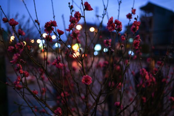 Nghiêm cấm chặt phá, mua, bán, vận chuyển đào rừng chơi Tết - Sputnik Việt Nam