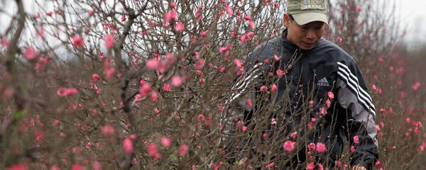 Hoa đào Hoa đào - Sputnik Việt Nam