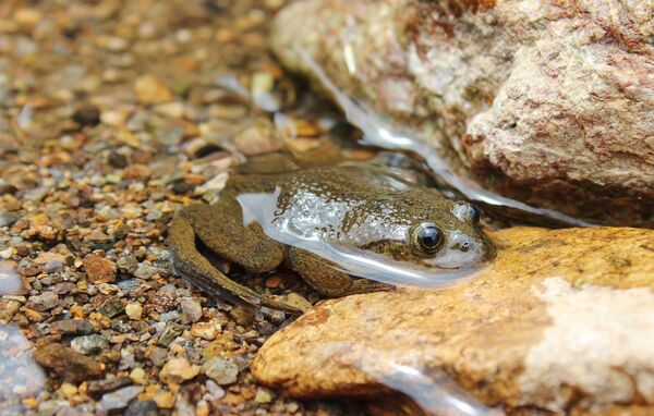 Sự trở lại của những loài động vật sau gần 100 năm tưởng bị tuyệt chủng - Sputnik Việt Nam